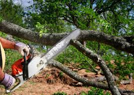 How Our Tree Care Process Works  in Deer Park, NY